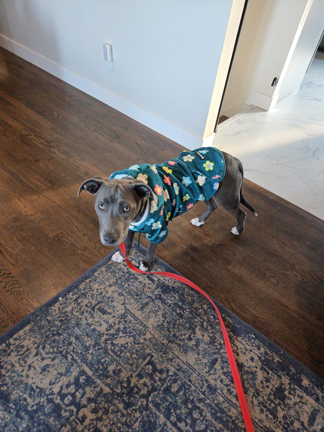 Customer photo review of Daisy Dog Hoodie - Green