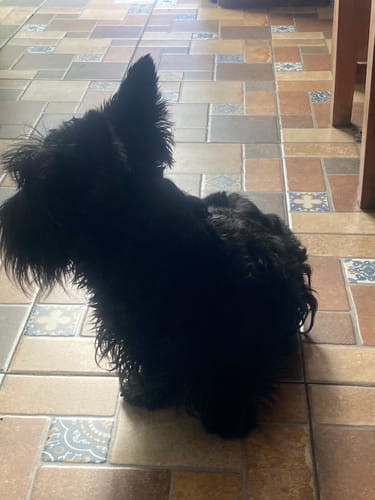 Customer photo review of CT0293 1 Pieza De Juguete Para Mascota