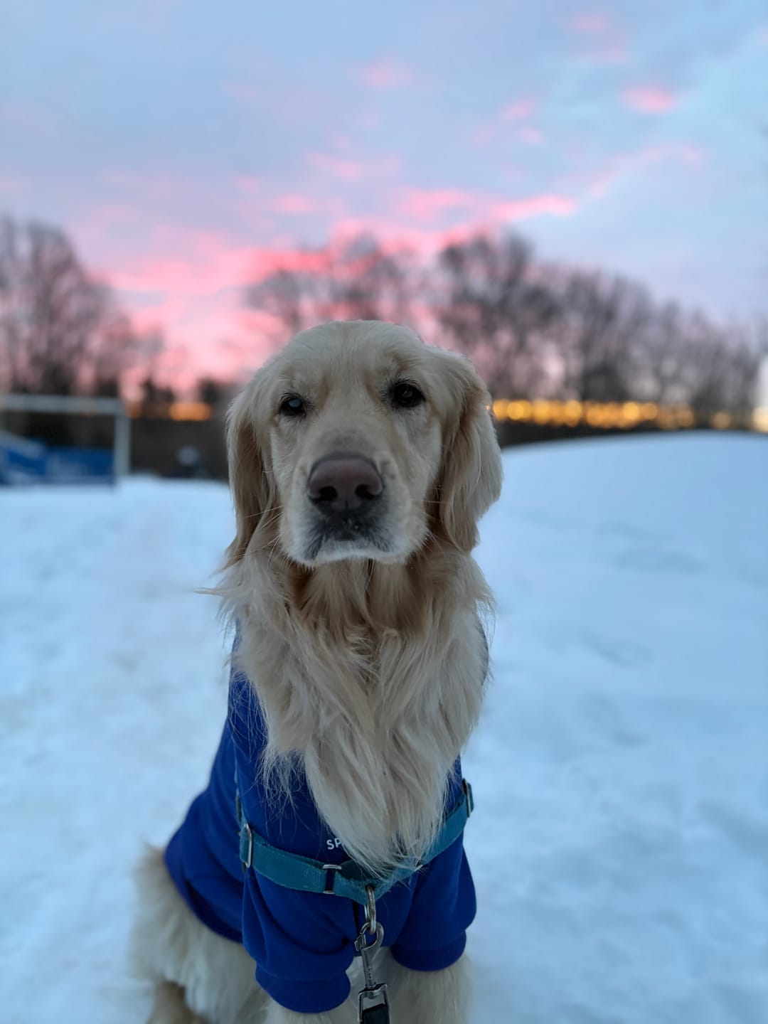 Customer photo review of Essential Dog Hoodie - Midnight Blue
