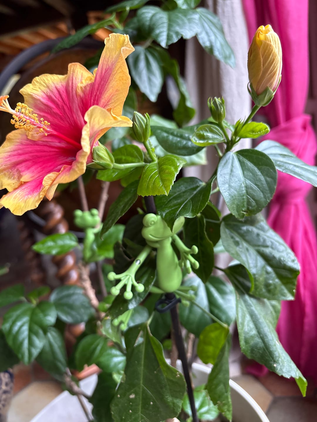 Customer photo review of Mamie-Frog® - Tuteur décoratif