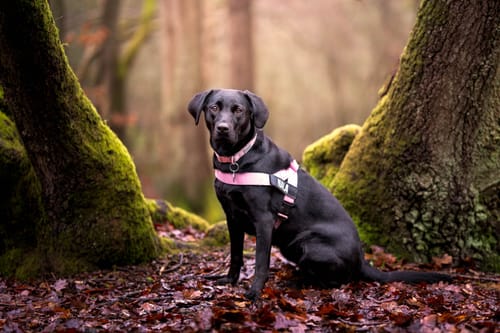 Customer's photo of a black dog in a forest, edited with the professional Fur Babies actions.