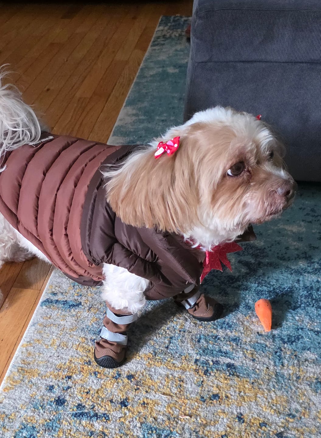 Customer photo review of Flex Shell Waterproof Dog Boots