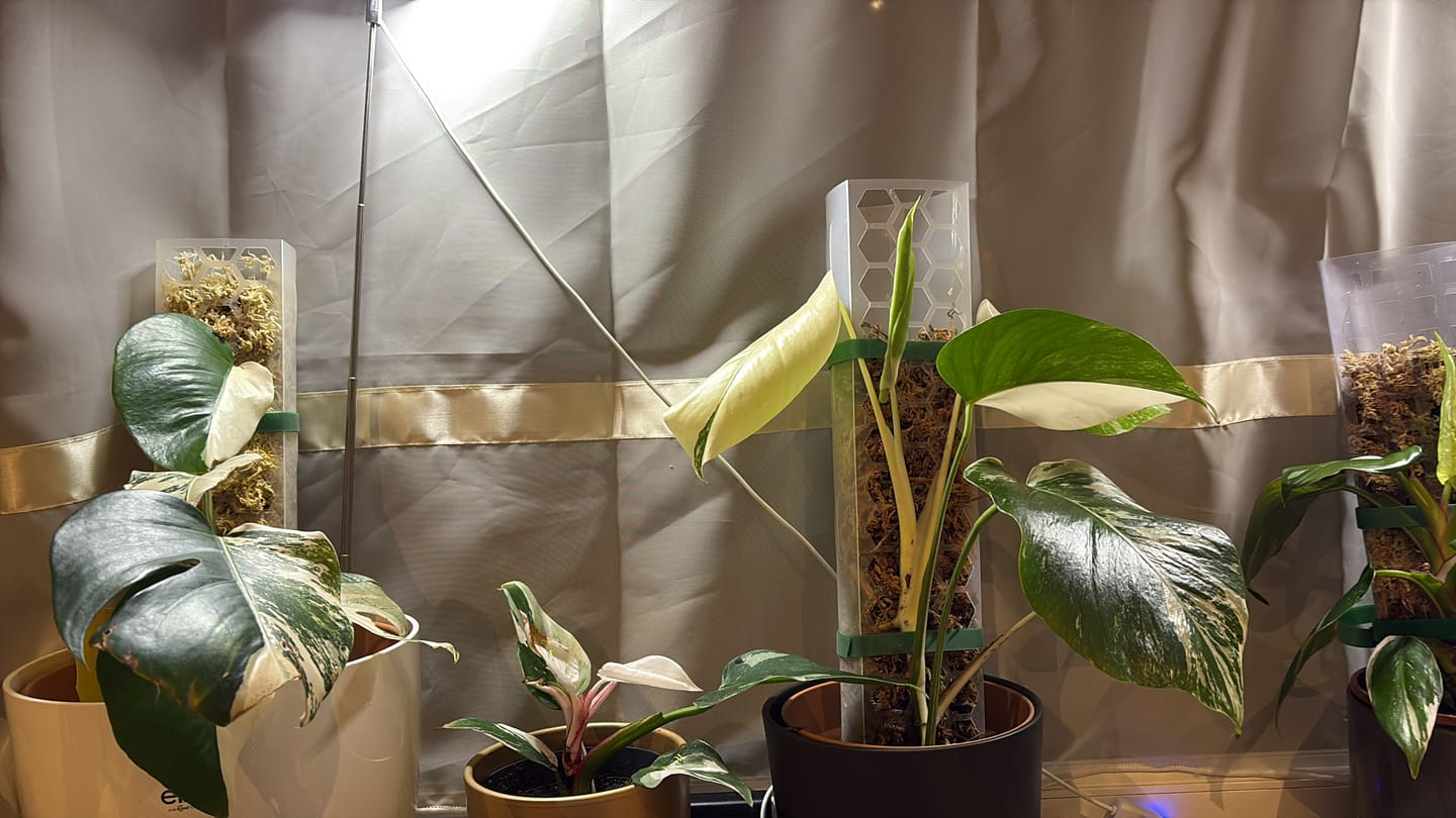 Customer photo review of Aroid Mix (Monstera e.t.c.)