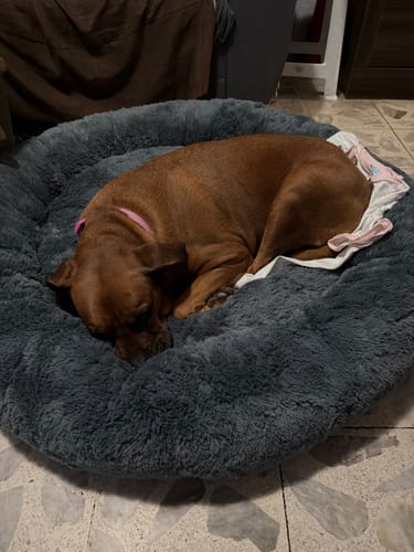 Primer plano del perro de una clienta durmiendo cómodamente en la Cama Antiestrés redonda y gris.