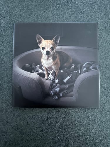 Customer photo review of Dramatisch Studio Portret Tegel – Jouw Huisdier als Professionele Fotokunst