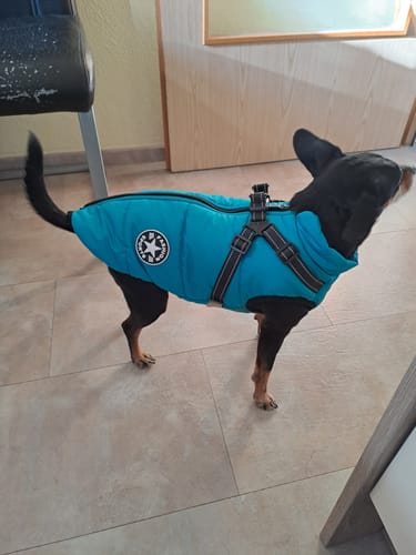 Kundenbewertung mit Foto zu Emmalove - Wasserdichter Hundemantel Extreme