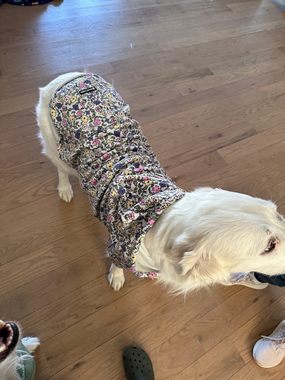 Customer photo review of Vintage Flower Dog Hoodie - Light Grey