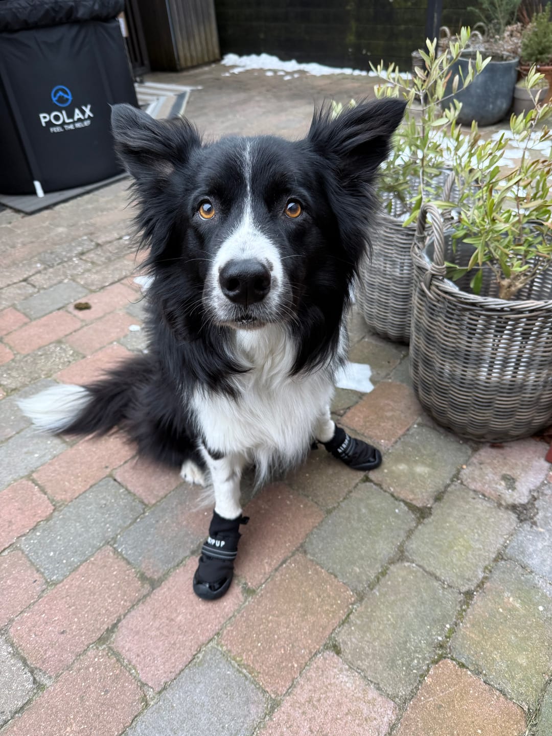 Customer photo review of AIR PUP DOG BOOTS - SET OF 4