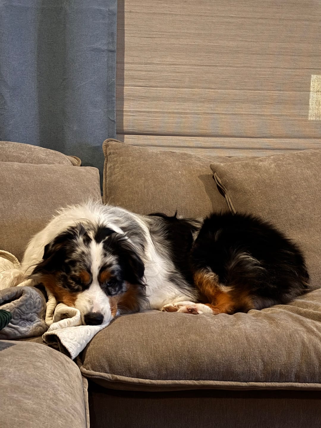 Customer photo review of Daily Support CBD Oil for Pets Over 20lbs