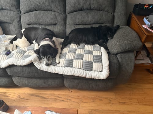 Customer's two dogs resting comfortably on the checkered Furniture Protector placed on a gray sofa.