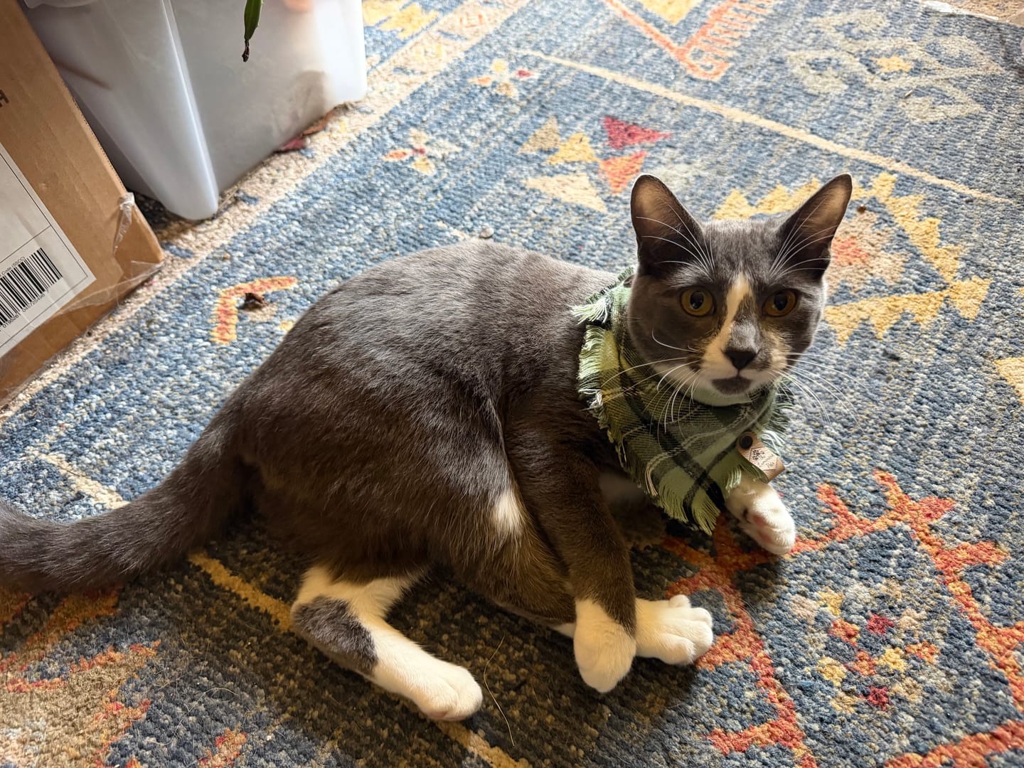 Customer photo review of Tieton Frayed Snap-On Bandana | Green and White Plaid