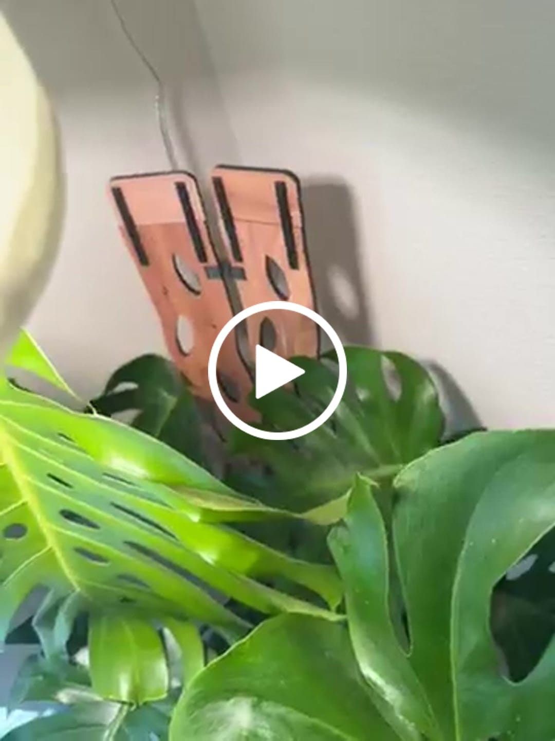 Customer video review of BARE™ Monstrella™ - Customizable Monstera shaped wooden plant support