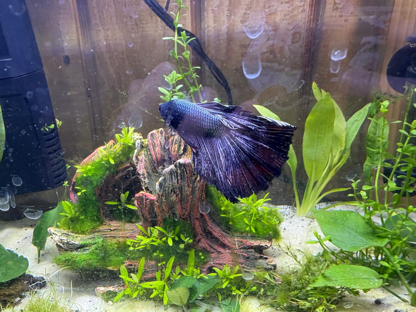 Customer photo review of Black Dragon Halfmoon Male Betta Fish