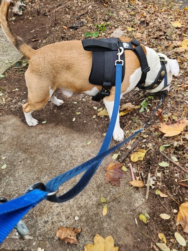 Customer photo review of No Pull Bully Proof Harness