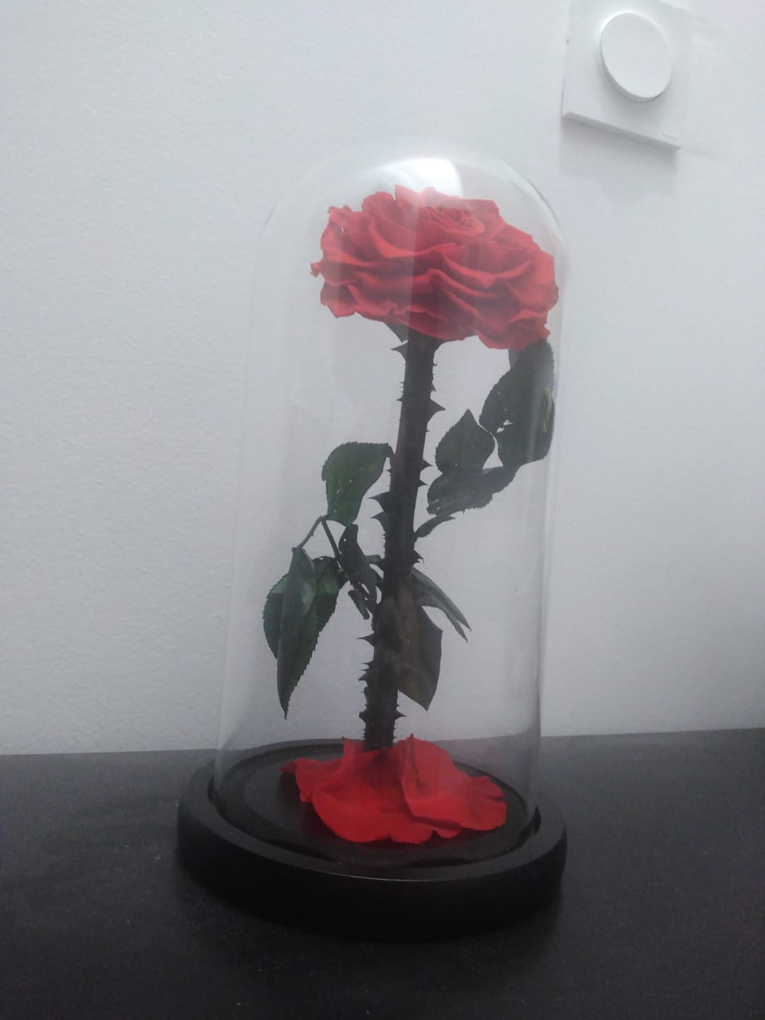 Customer photo review of Roses Éternelle Rouge sous Cloche Medium