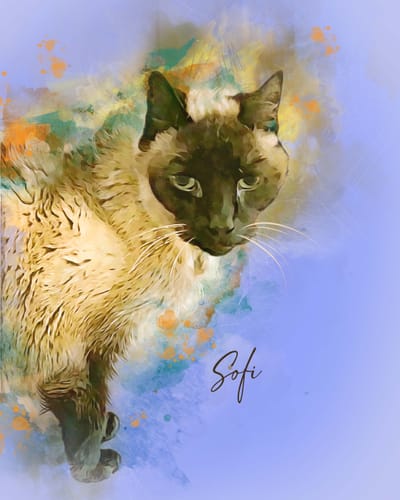 Customer's custom watercolor pet portrait of a Siamese cat named Sofi with a colorful abstract background.