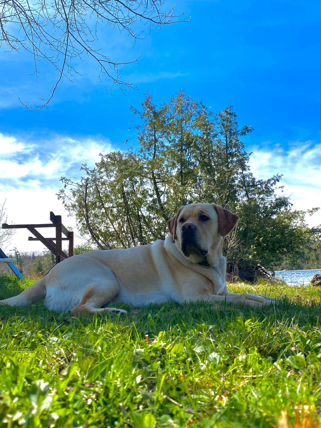 Customer photo review of Himalayan Yak Chew (MEGA)