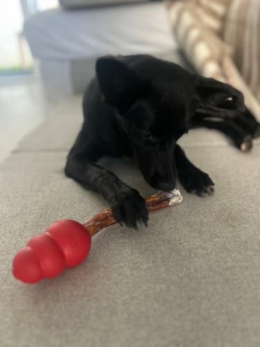 Customer photo review of Beef Pizzle (THICK & Long)