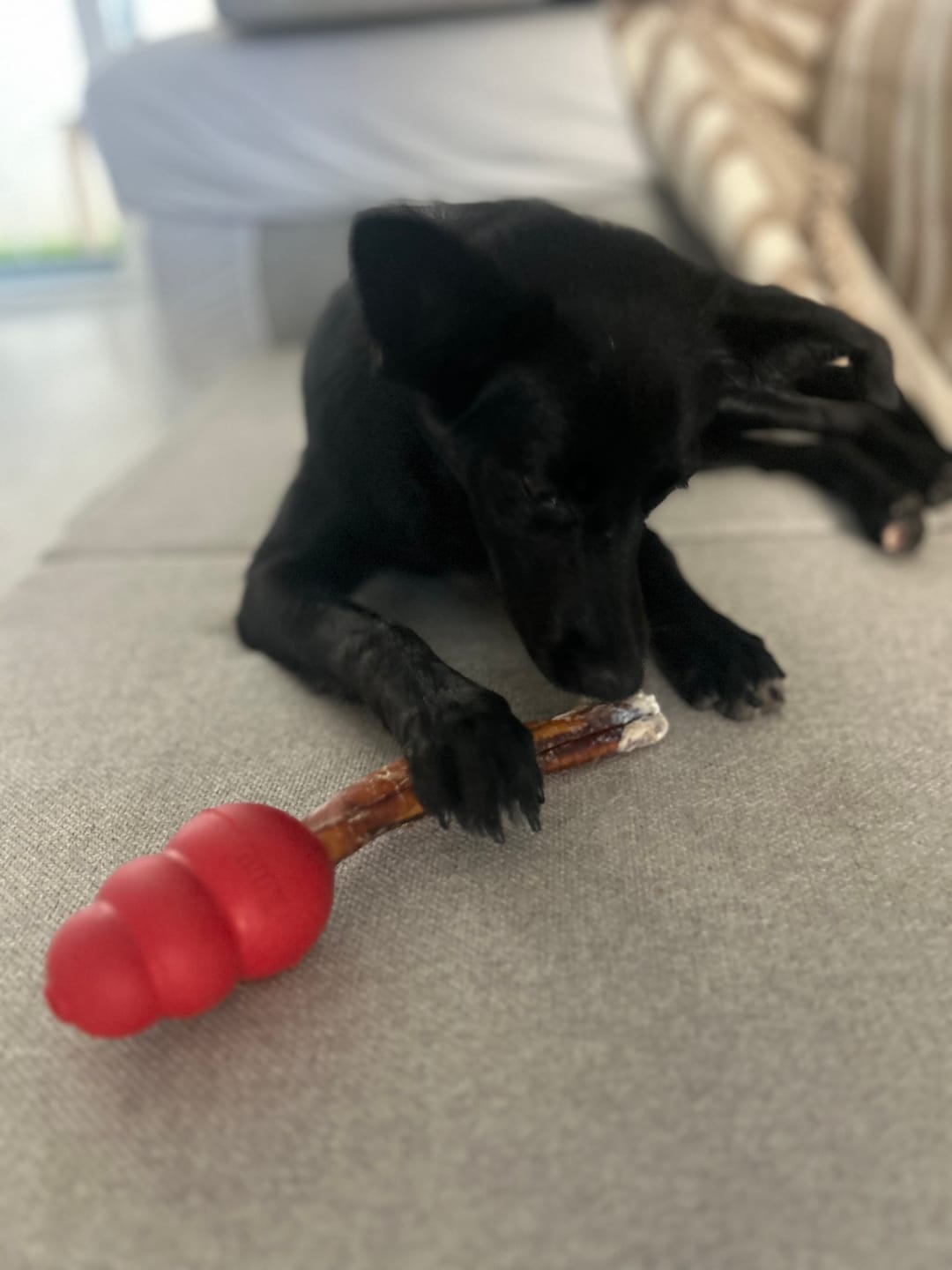 Customer photo review of Beef Pizzle (THICK & Long)