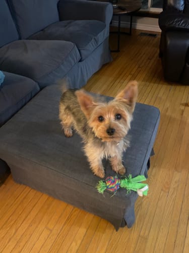 Customer photo review of Small & Medium Breed Puppy - NutriSource - Dry Dog Food