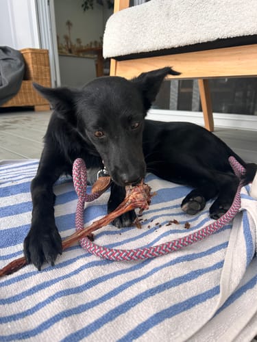 Customer photo review of Roo Tendons