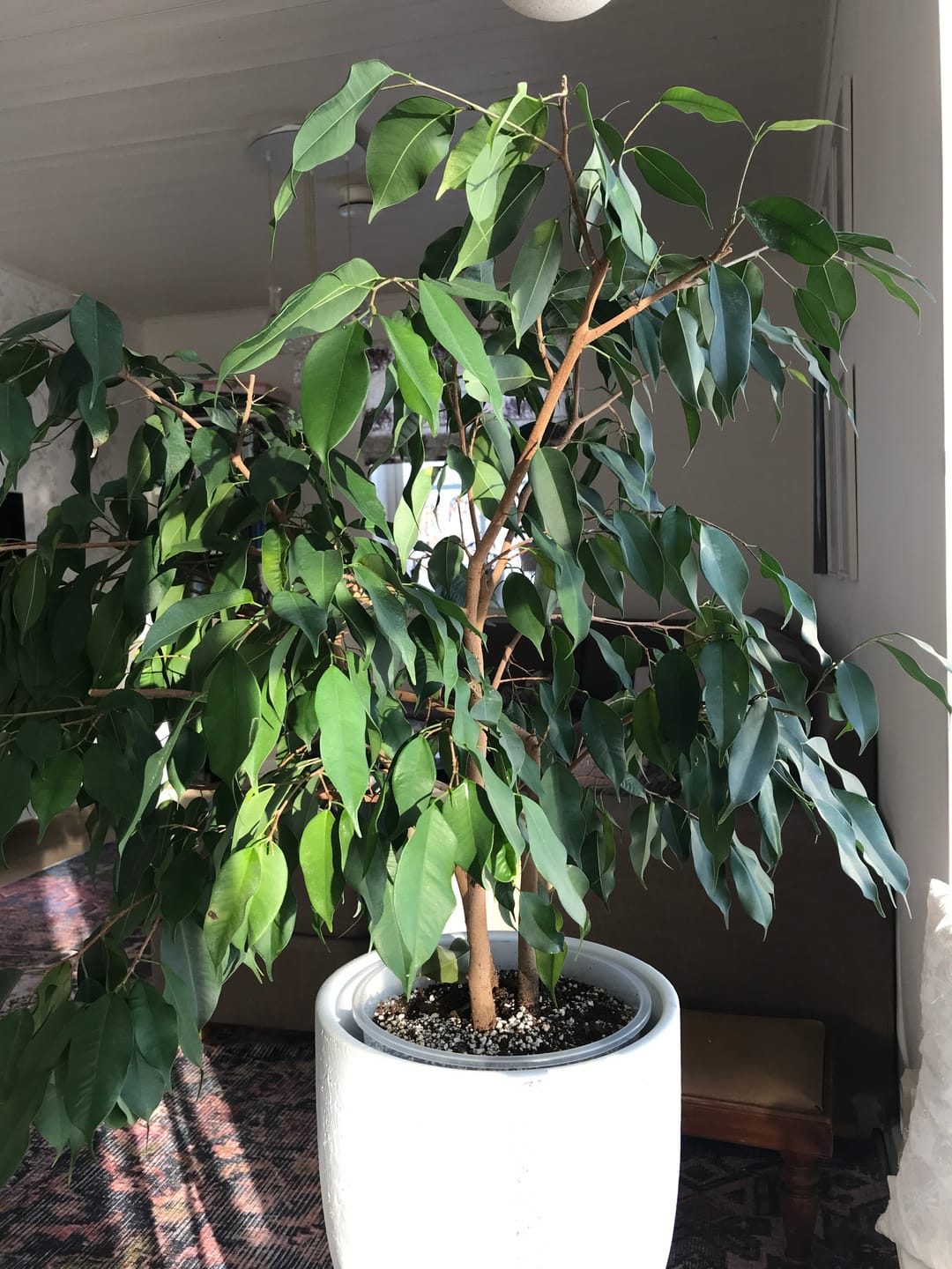 Customer photo review of Ficus Mix