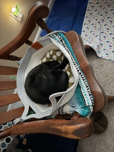 Customer photo review of Instinct Basket | Meet the first research-backed natural territory for indoor cats