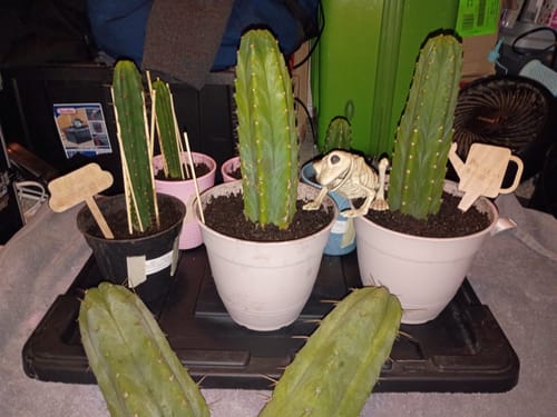 Customer photo review of Trichocereus Huanucoensis