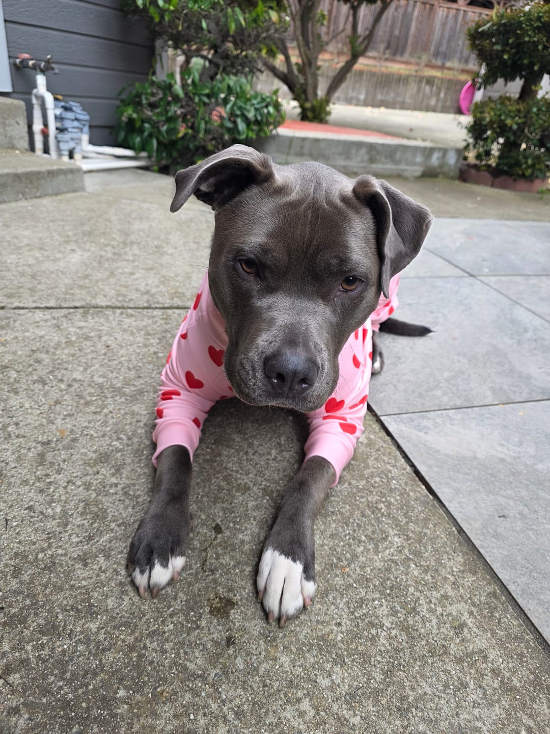 Customer photo review of Dog Pajama - Pink Hearts