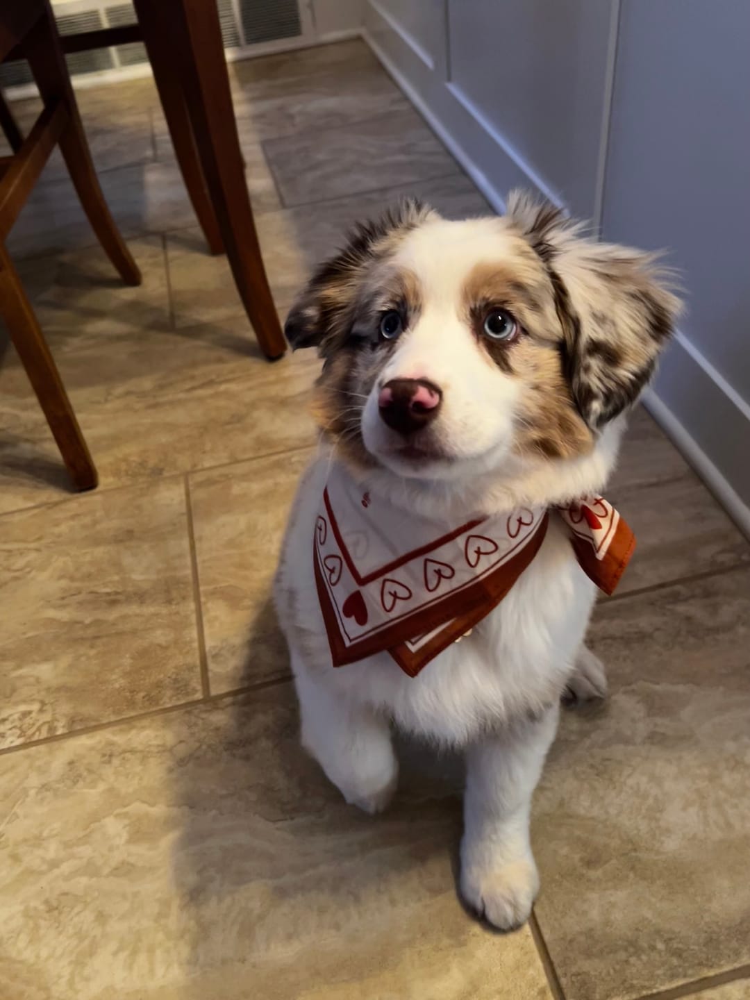 Customer photo review of Teddy Bear Bandana