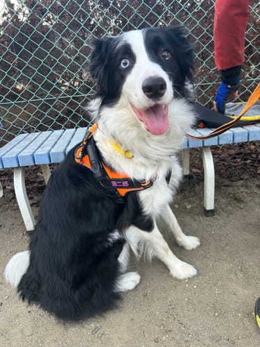 Customer photo review of ハーネス専用お名前タグ（２枚セット・マジックテープ式）