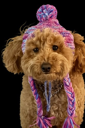 Customer's curly-haired dog wearing the purple and lavender Knit Pom Pom Dog Beanie Hat.
