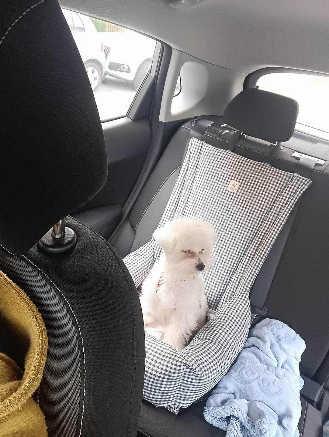 Customer photo review of Seggiolino Auto Cotone Vichy Grigio
