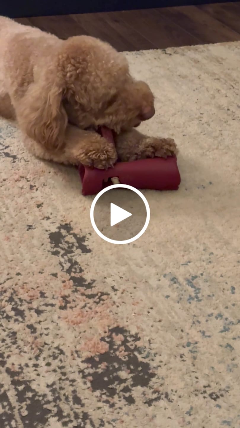 Customer video review of 6 Inch Thick Bully Stick