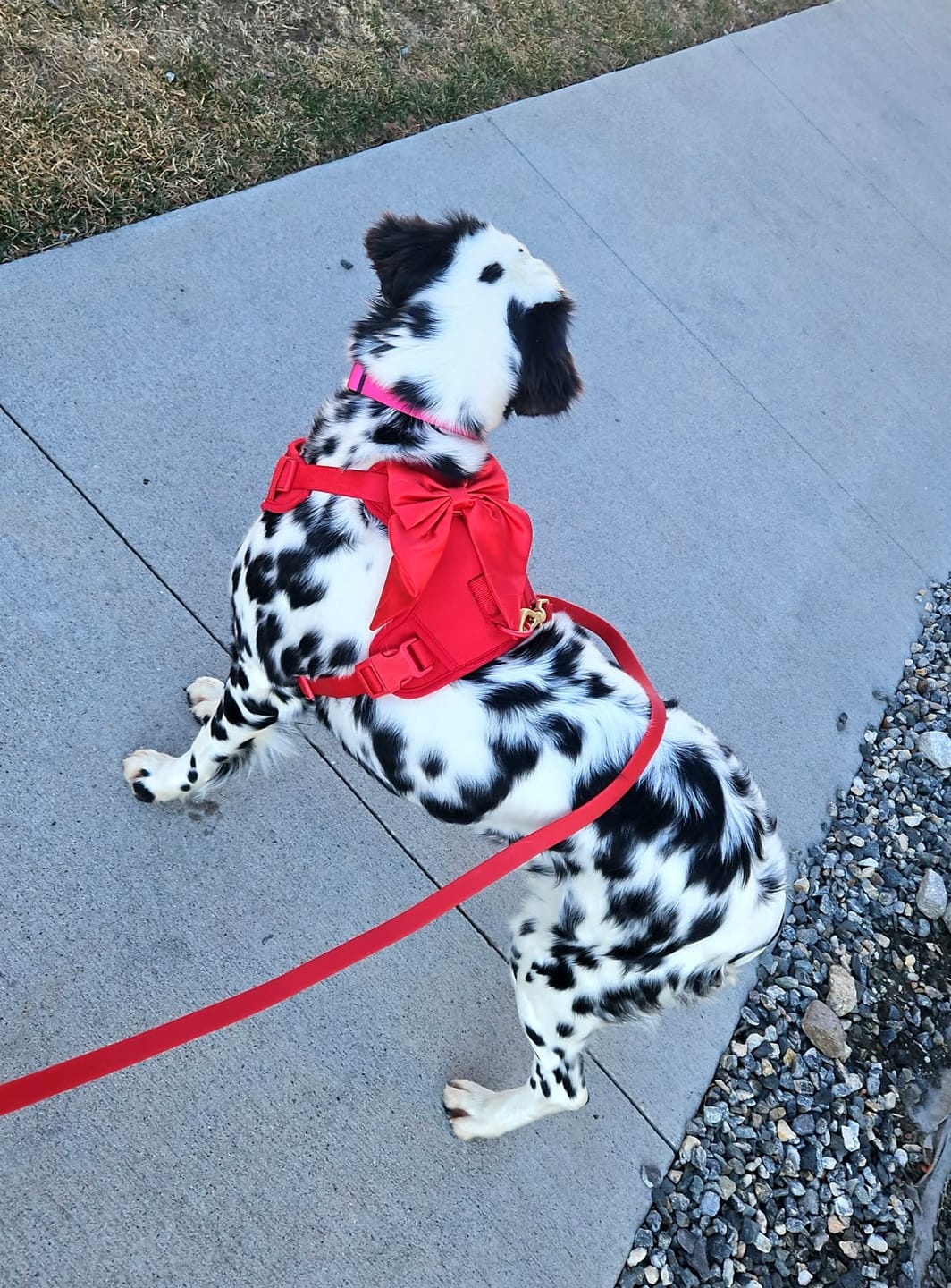Customer photo review of Wander! Bow Harness Kit Cherry