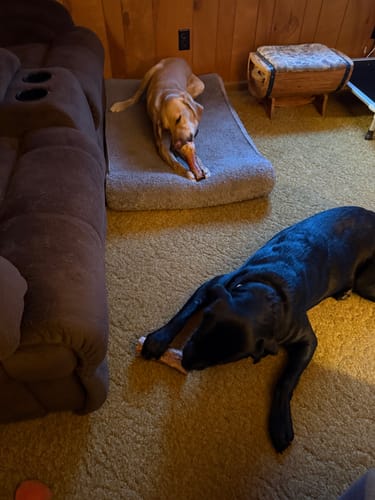 Customer's two large labs in a living room, each chewing on a Smoked Beef Marrow Bone.
