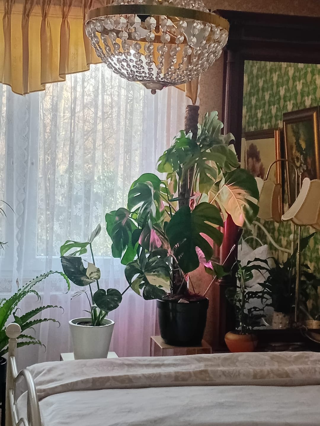 Customer photo review of Monstera Thai Constellation