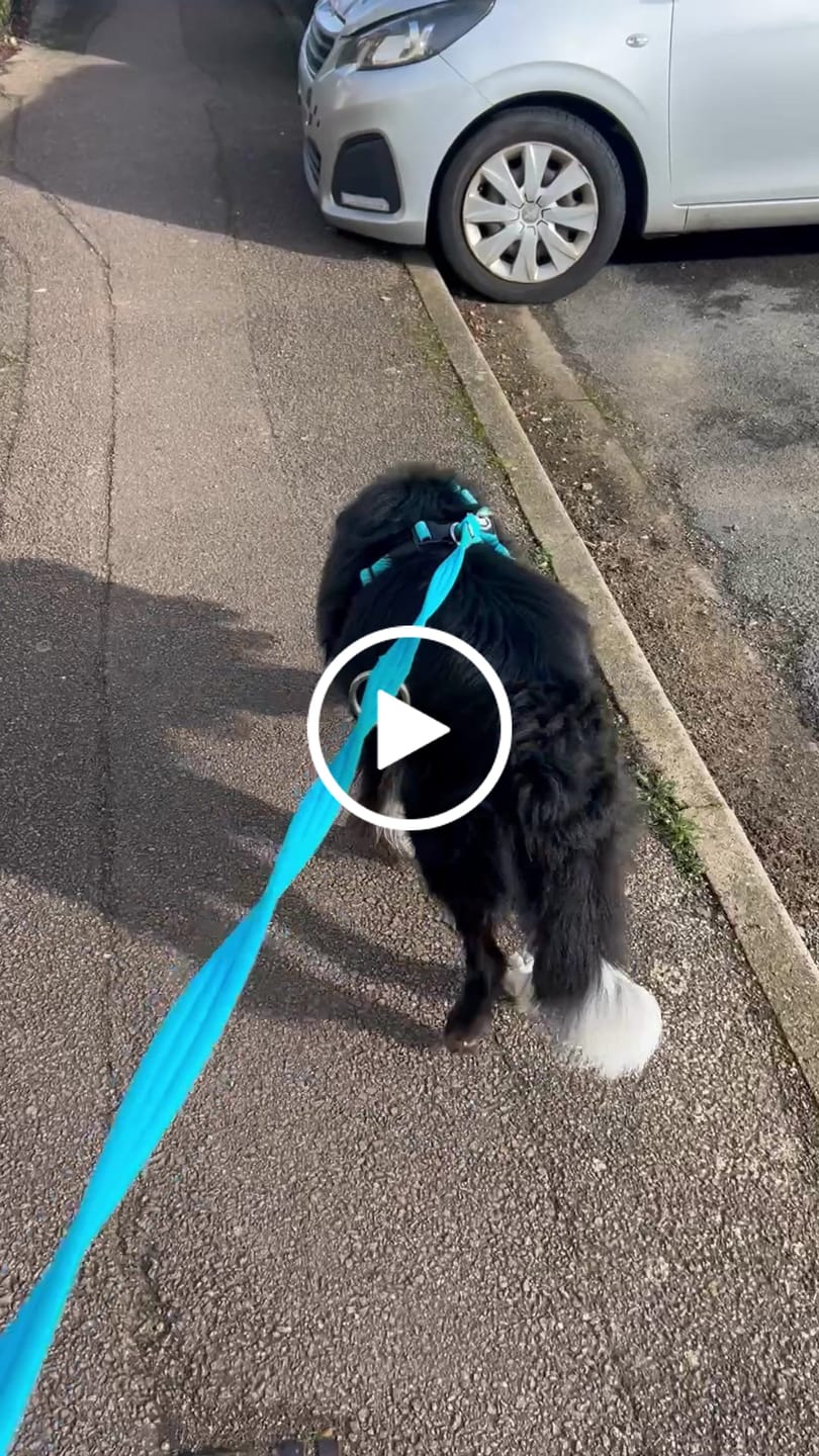 Customer video review of Training Anti Pull TRI-Harness® | M-XL Breeds - Light Blue