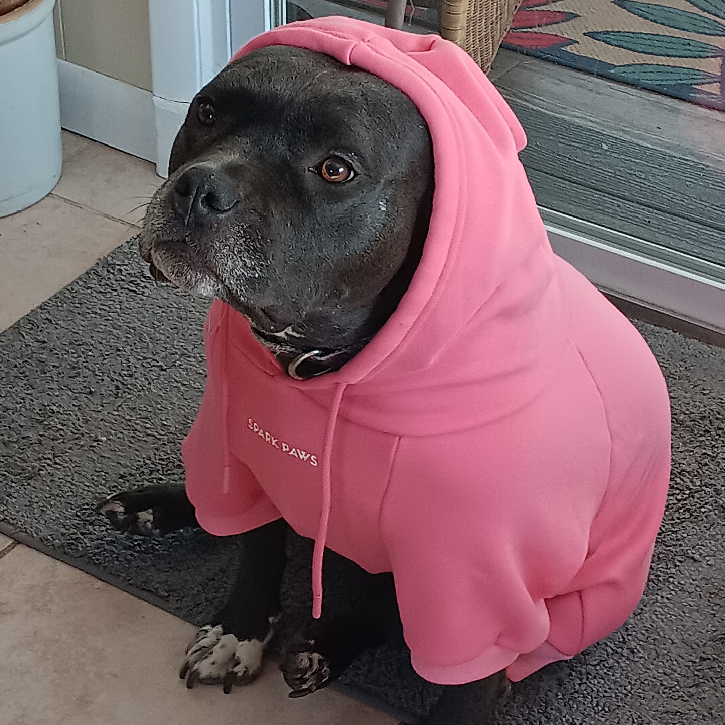 Customer photo review of Essential Dog Hoodie - Blush Pink