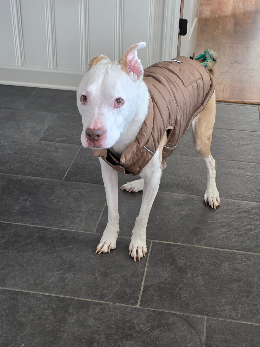 Customer photo review of WarmShield Water-Resistant Jacket - Tan