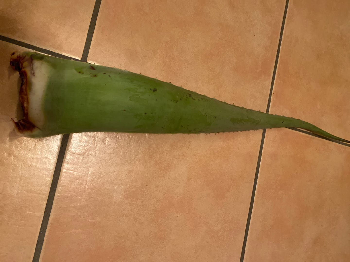 Customer photo review of Aloe Vera frisch Bio