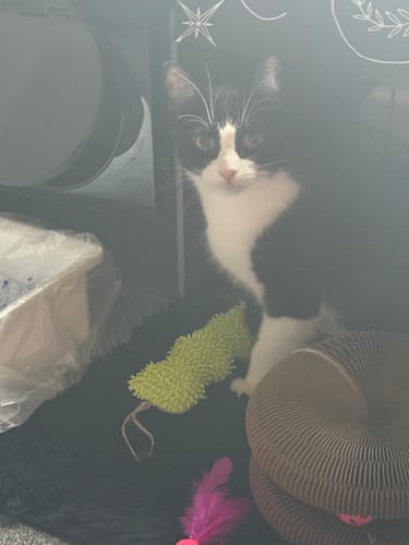 Customer photo review of 3 Month Supply - 1 Cat