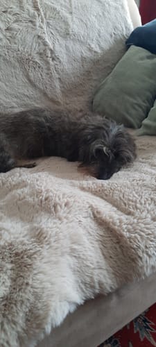 Kundenbewertung mit Foto zu CAILY | Hundedecke & Sofaschutz – Wasserdicht, waschbar & super weich