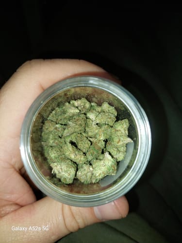 Customer holding a container showing the green, medium-sized buds of the CALI MIX AAA+.