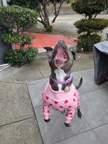 Customer's joyful dog looking up with its mouth open while wearing the Pink Hearts Dog Pajama.