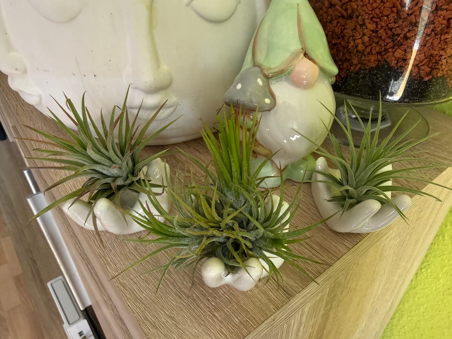 Customer photo review of Tillandsia Ionantha 'fuego' - Pulk