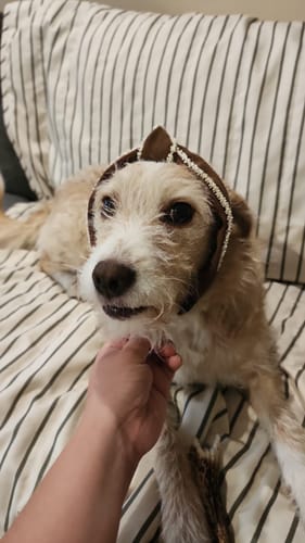 Reseña con foto de un cliente sobre Cintillo Con Mostacillas