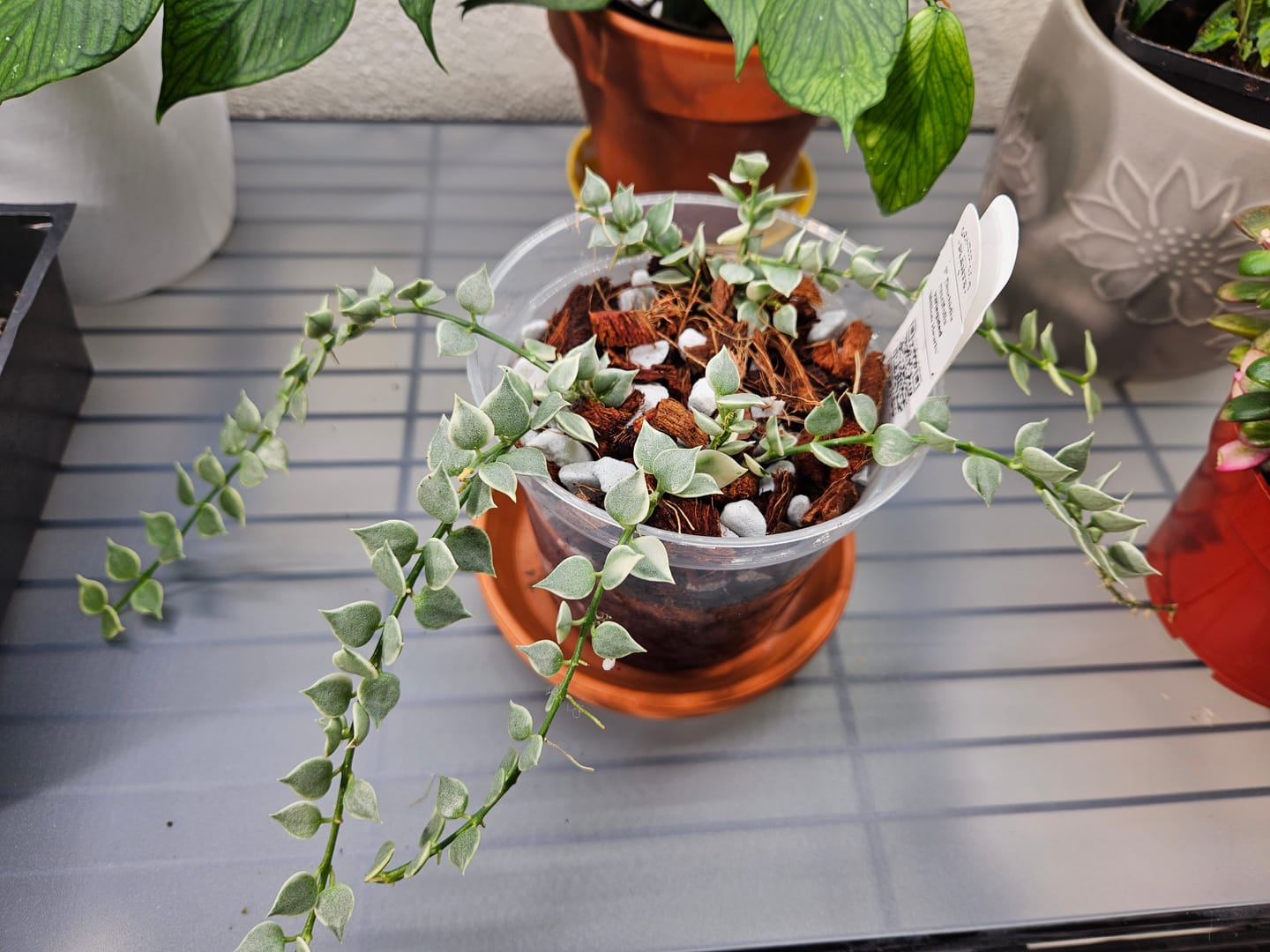Customer photo review of Dischidia ruscifolia 'Variegata' "Million Hearts"