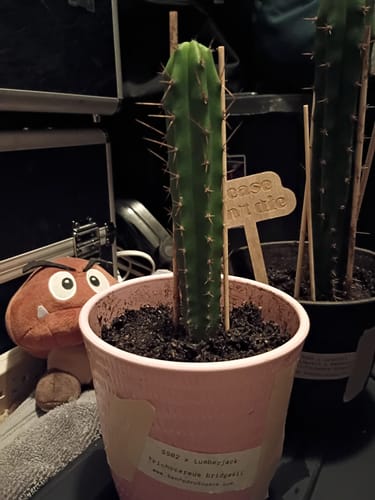 Customer photo review of Trichocereus Hybrids | Exact Hybrid Crosses