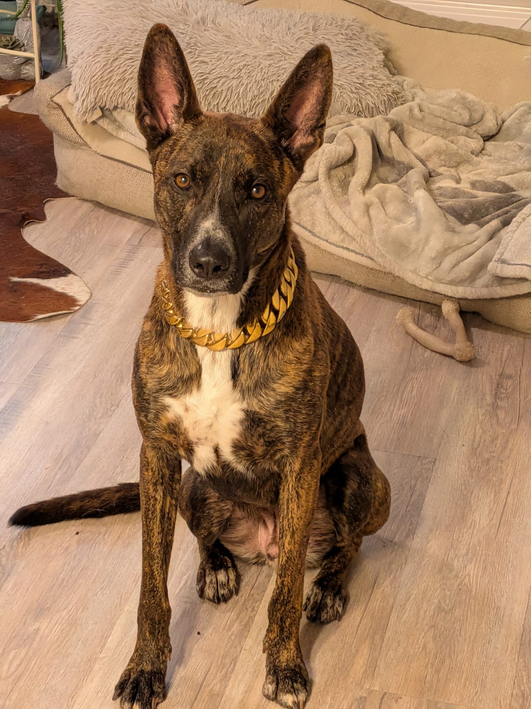 Customer photo review of THE KILO 1.25 Inch Dog Collar - Gold Cuban Link XL Premium Collection